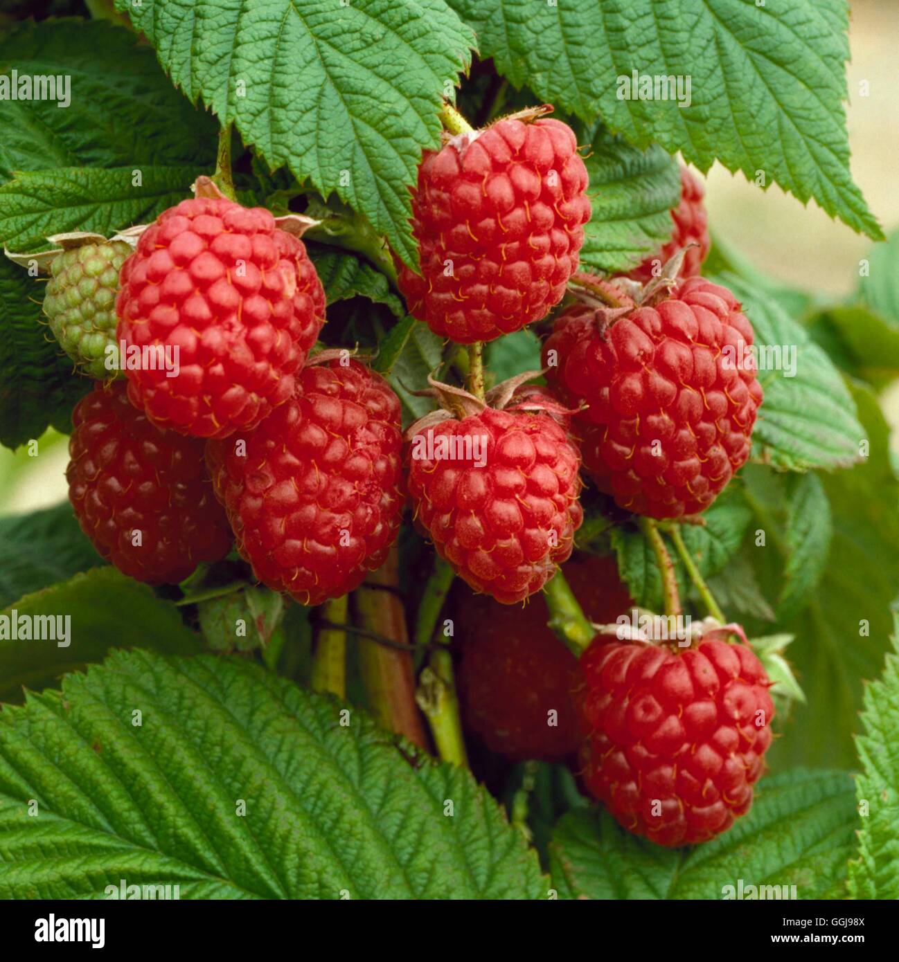 Raspberry - `Autumn Bliss'   FRU021257 Stock Photo